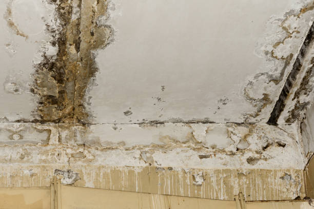 Best Mold Odor Removal Services  in Fritz Creek, AK