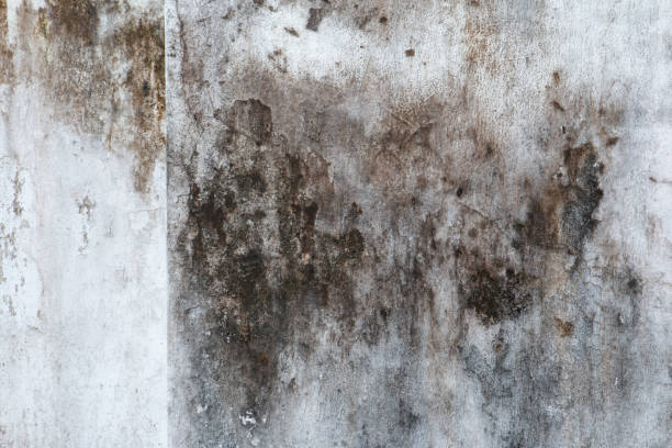 Best Asbestos and Lead Testing During Mold Inspection  in Fritz Creek, AK