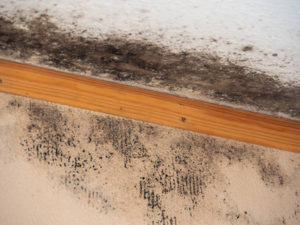 Best Mold Removal for HVAC Installations  in Fritz Creek, AK