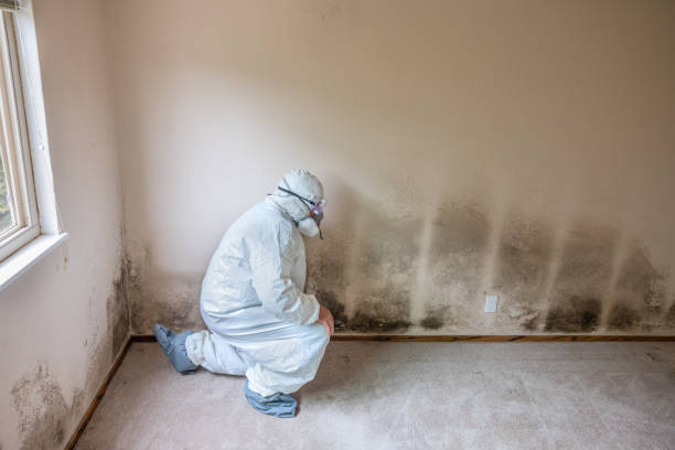 Best Mold Documentation for Insurance Claims  in Fritz Creek, AK