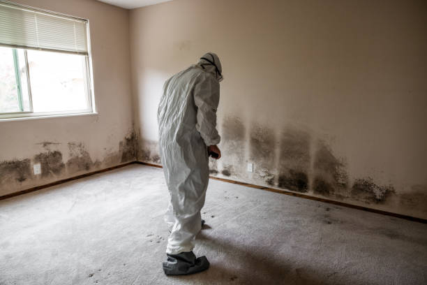Best Crawl Space Mold Remediation  in Fritz Creek, AK
