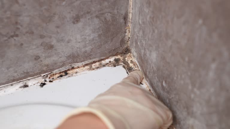 Best Asbestos and Lead Testing During Mold Inspection  in Fritz Creek, AK